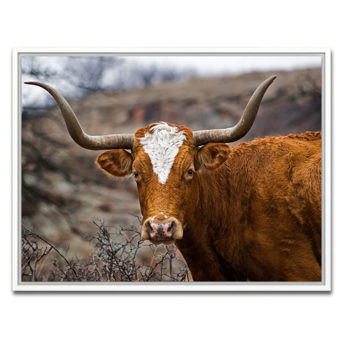 AUTO-MOCKUP WHITE | Texas Longhorn | 1 Piece | White Framed Canvas | group=4x3