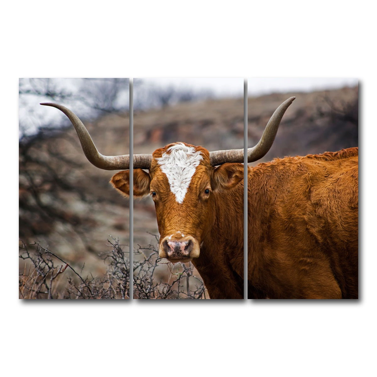 AUTO-MOCKUP WHITE | Texas Longhorn | 3 Piece | Gallery Wrap Canvas | group=12x24