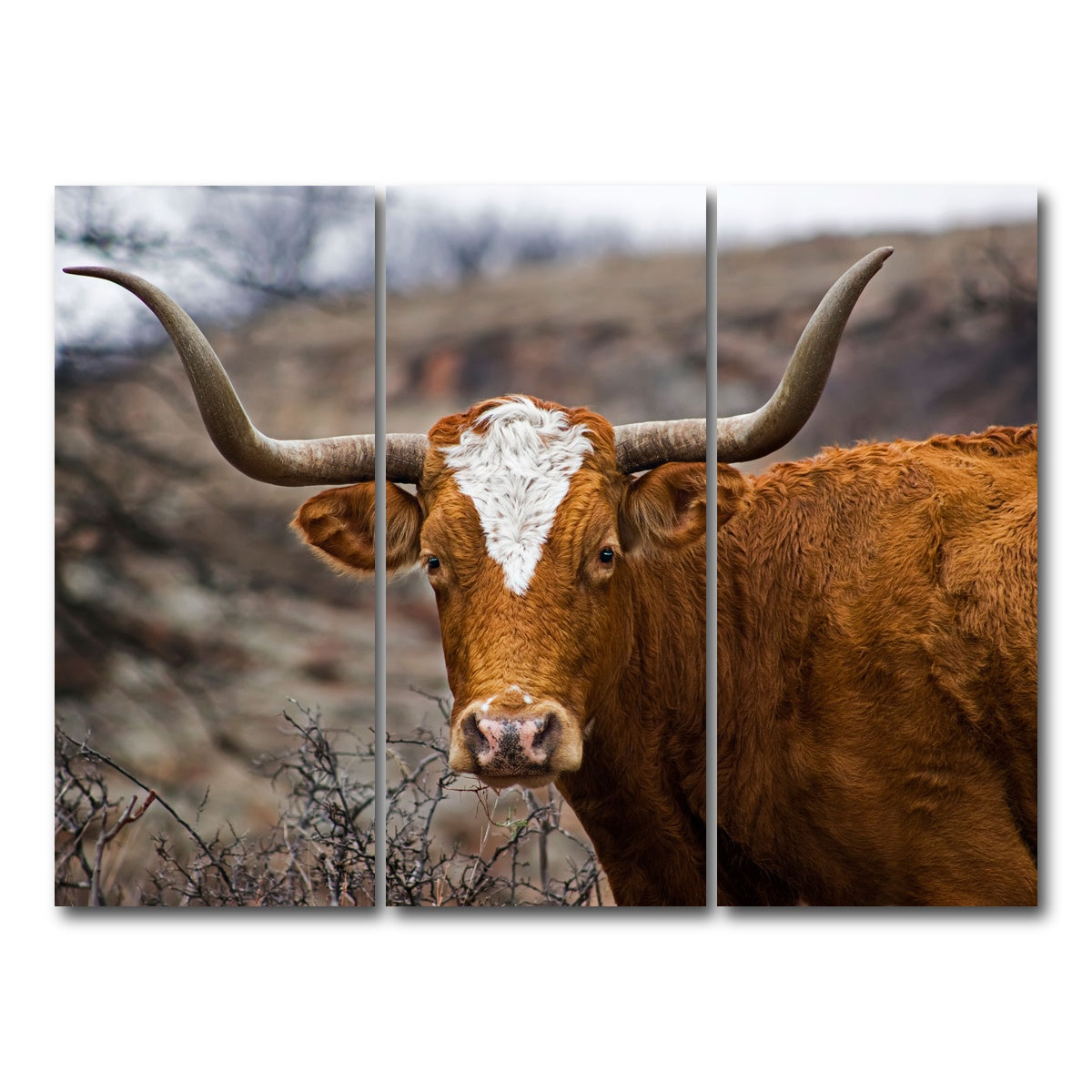 AUTO-MOCKUP WHITE | Texas Longhorn | 3 Piece | Gallery Wrap Canvas | group=8x18