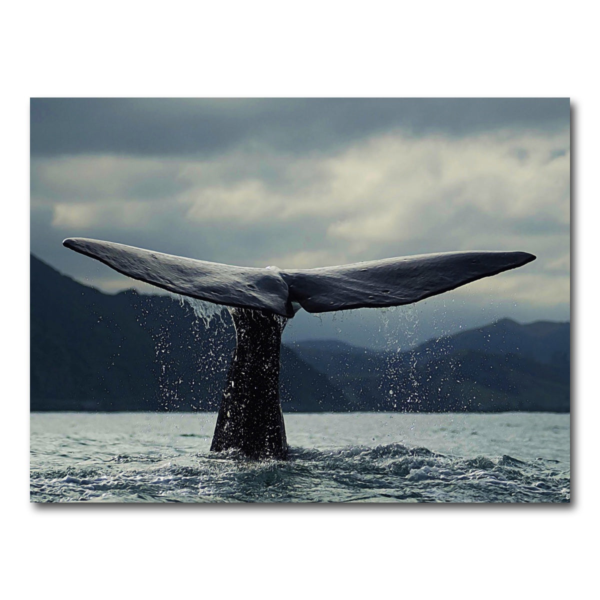 AUTO-MOCKUP WHITE | Whale Tail | 1 Piece | Gallery Wrap Canvas | group=4x3