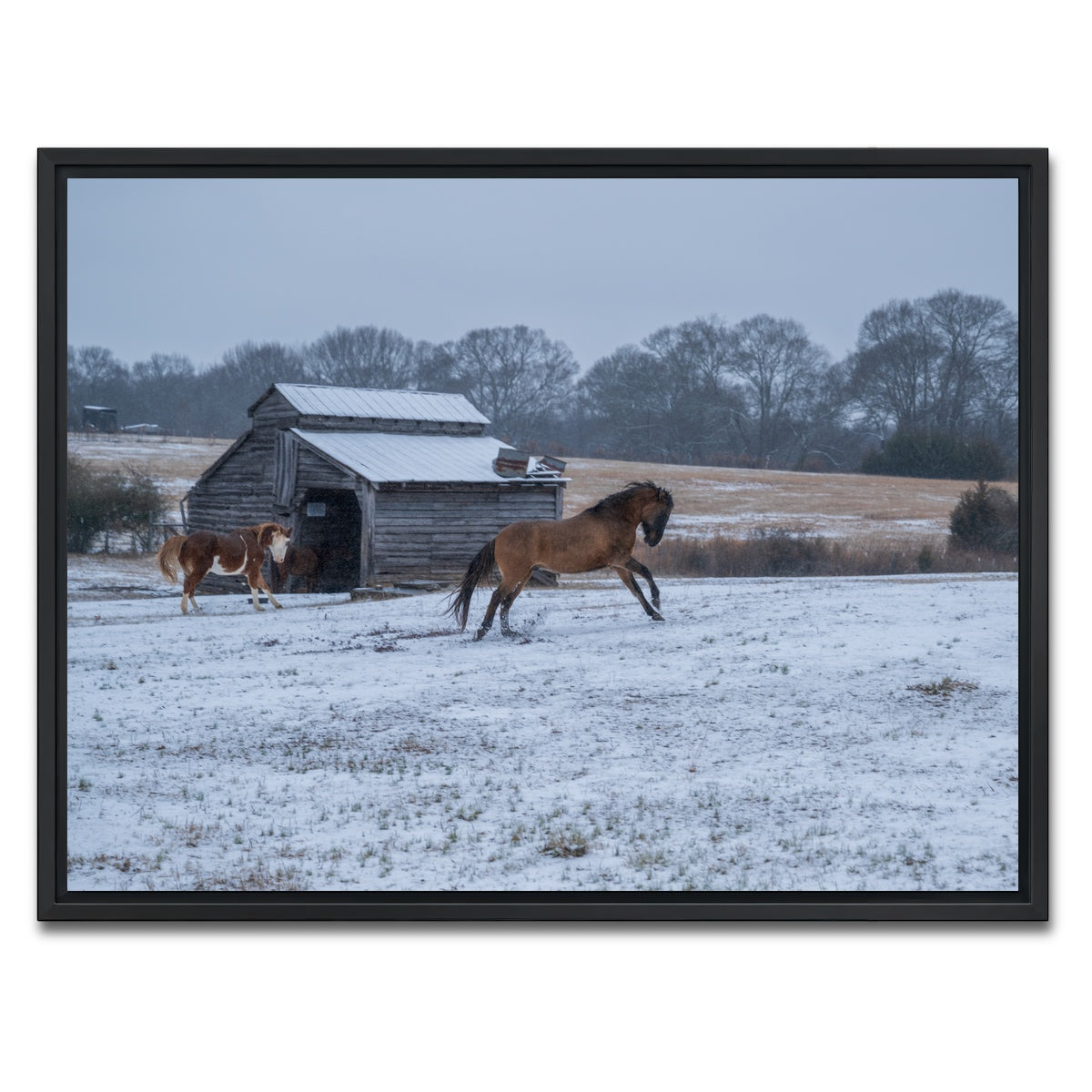 AUTO-MOCKUP WHITE | Williamston South Carolina Farm Horse | 1 Piece | Black Framed Canvas | group=4x3