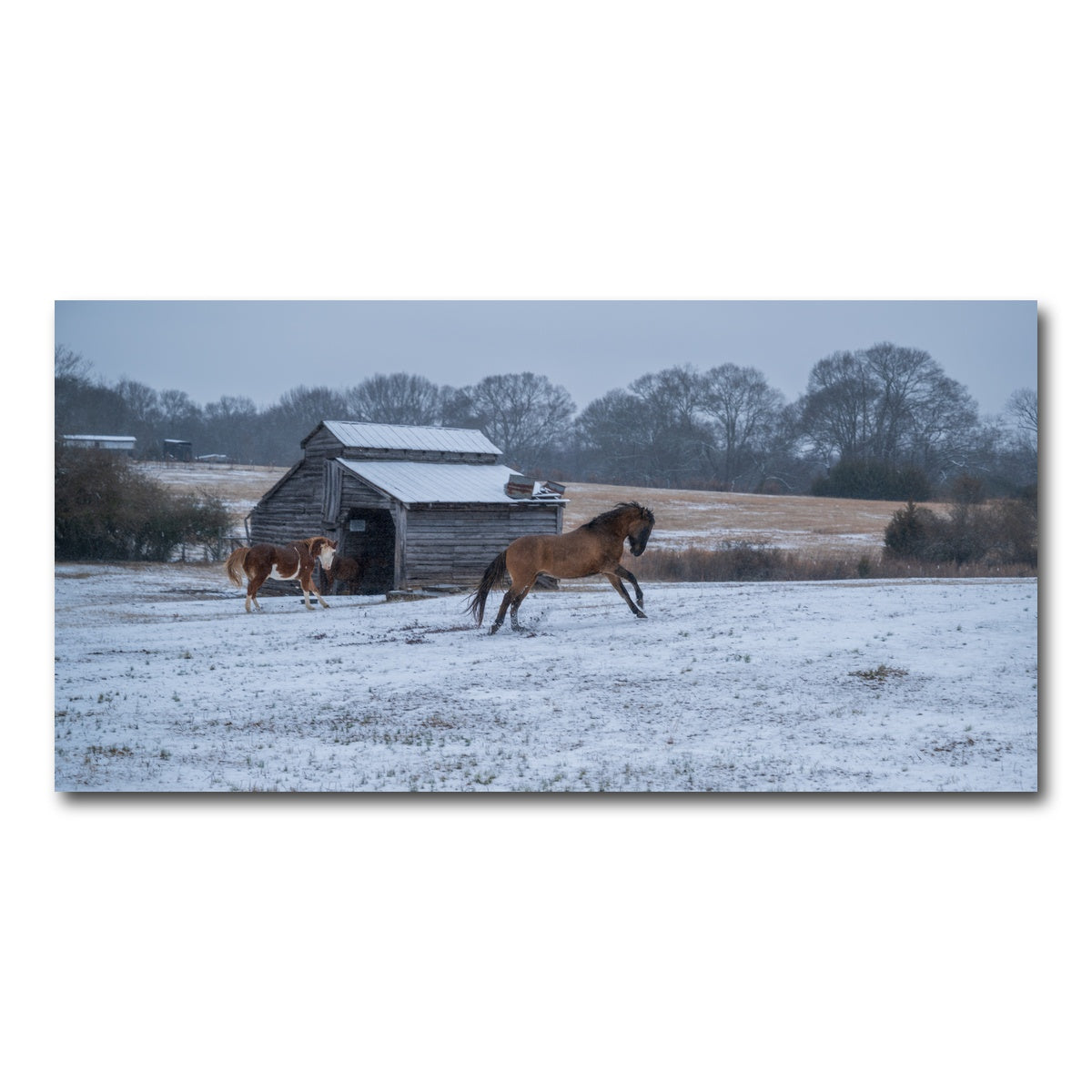 AUTO-MOCKUP WHITE | Williamston South Carolina Farm Horse | 1 Piece | Gallery Wrap Canvas | group=2x1
