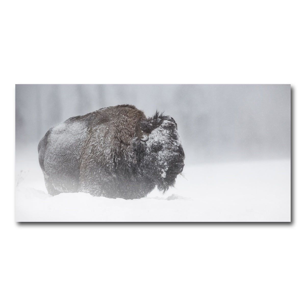 AUTO-MOCKUP WHITE | Winter Bison - Yellowstone | 1 Piece | Gallery Wrap Canvas | group=2x1