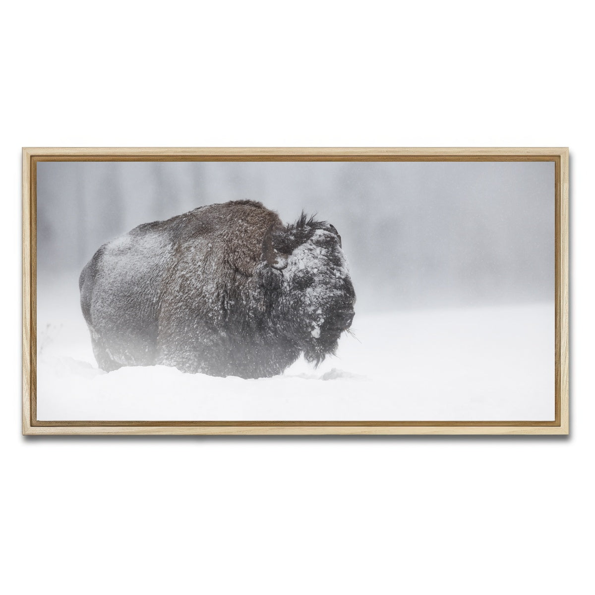 AUTO-MOCKUP WHITE | Winter Bison - Yellowstone | 1 Piece | Natural Framed Canvas | group=2x1