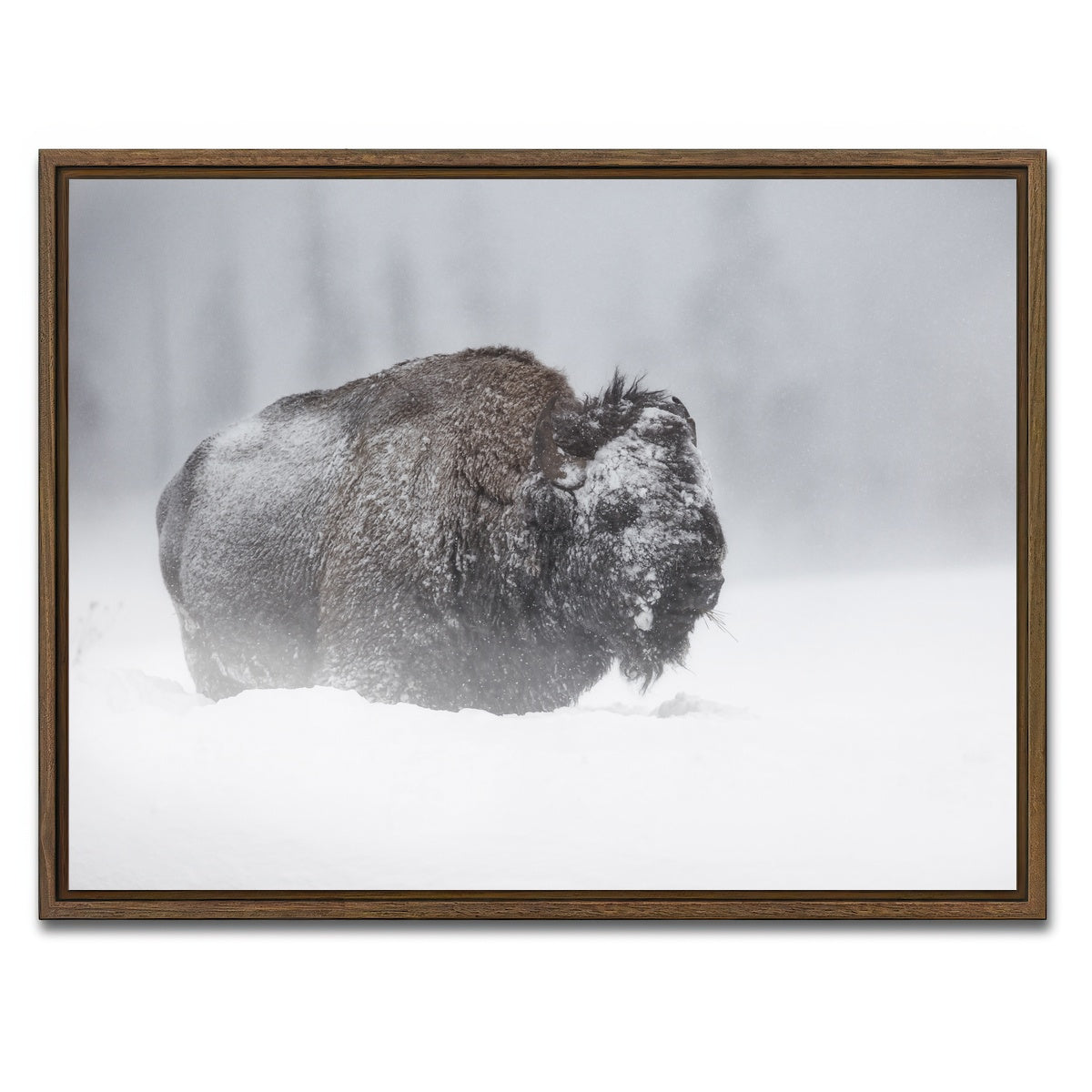 AUTO-MOCKUP WHITE | Winter Bison - Yellowstone | 1 Piece | Walnut Framed Canvas | group=4x3
