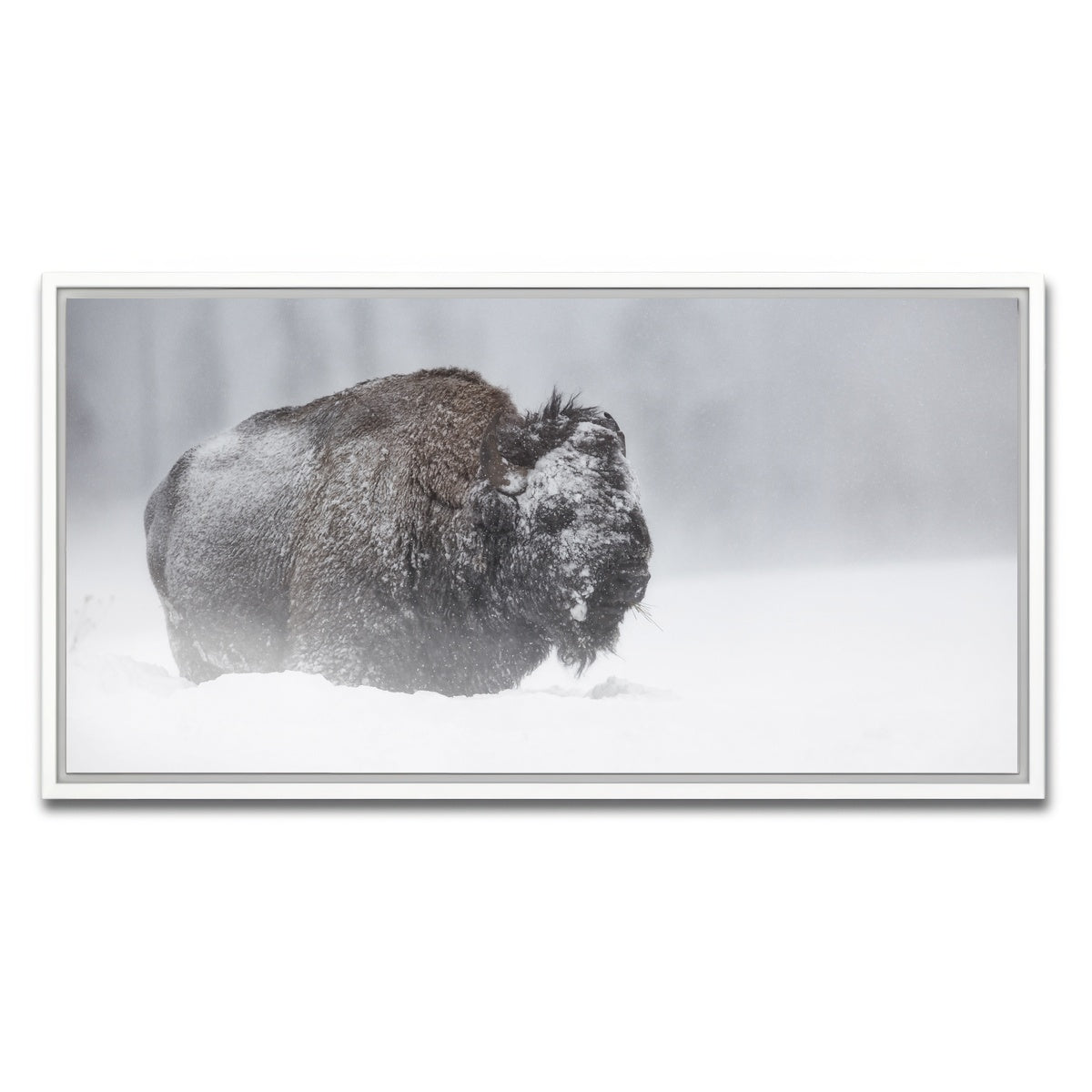 AUTO-MOCKUP WHITE | Winter Bison - Yellowstone | 1 Piece | White Framed Canvas | group=2x1