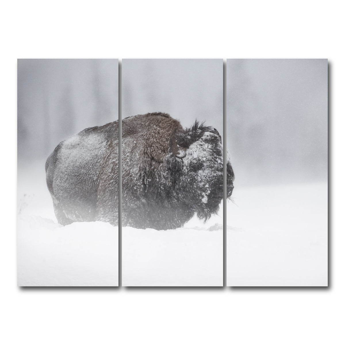 AUTO-MOCKUP WHITE | Winter Bison - Yellowstone | 3 Piece | Gallery Wrap Canvas | group=8x18