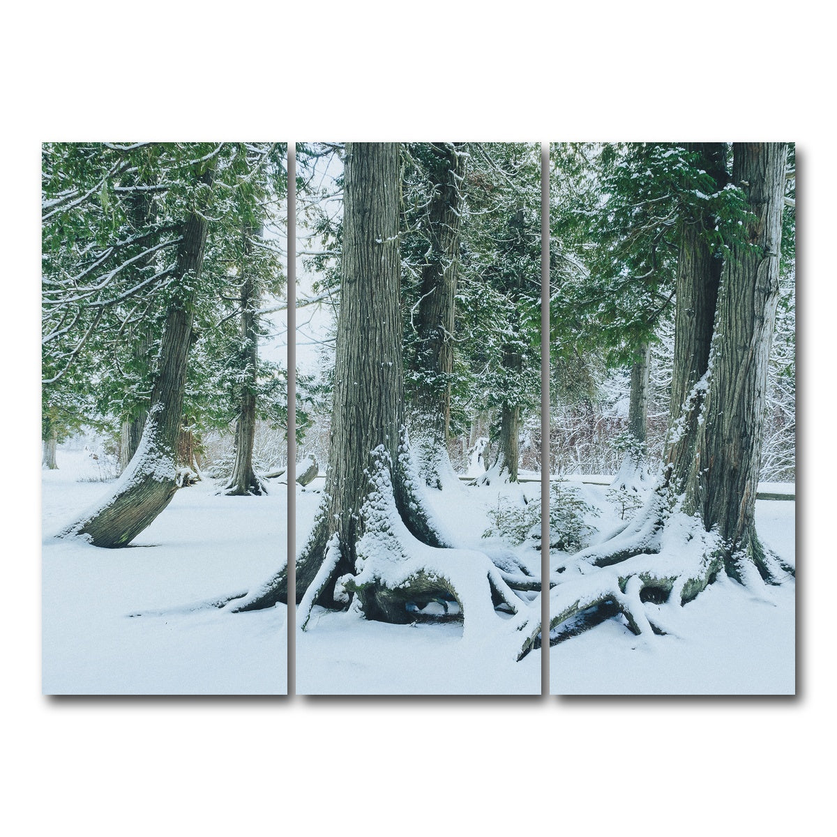 AUTO-MOCKUP WHITE | Winter in Northern BC 1 | 3 Piece | Gallery Wrap Canvas | group=8x18