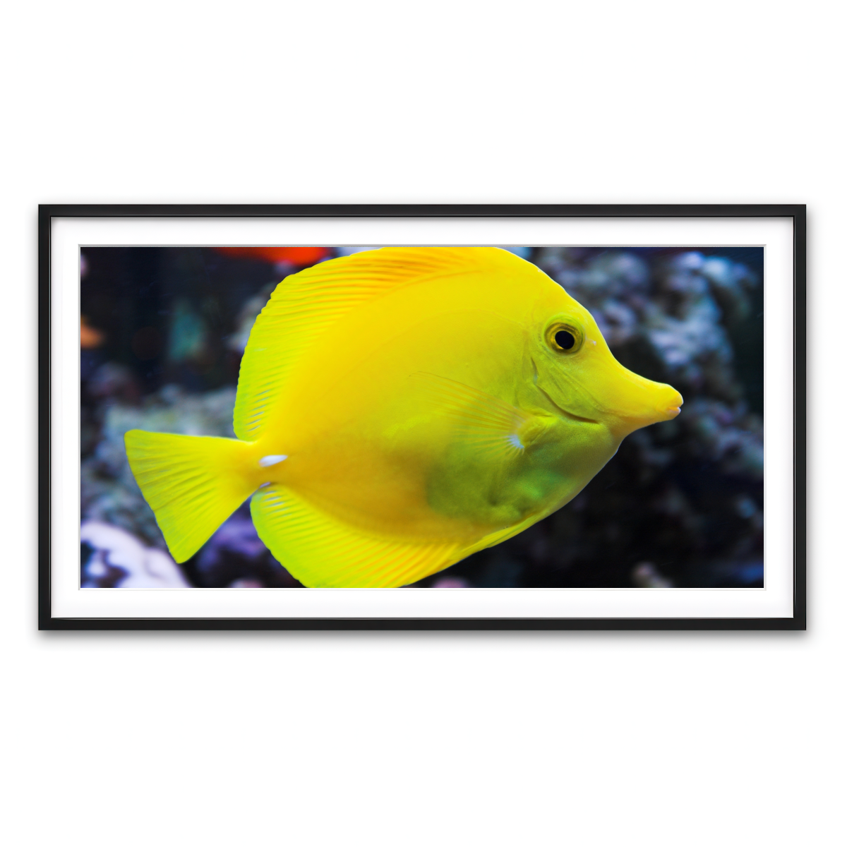 Framed Print 2x1 Black