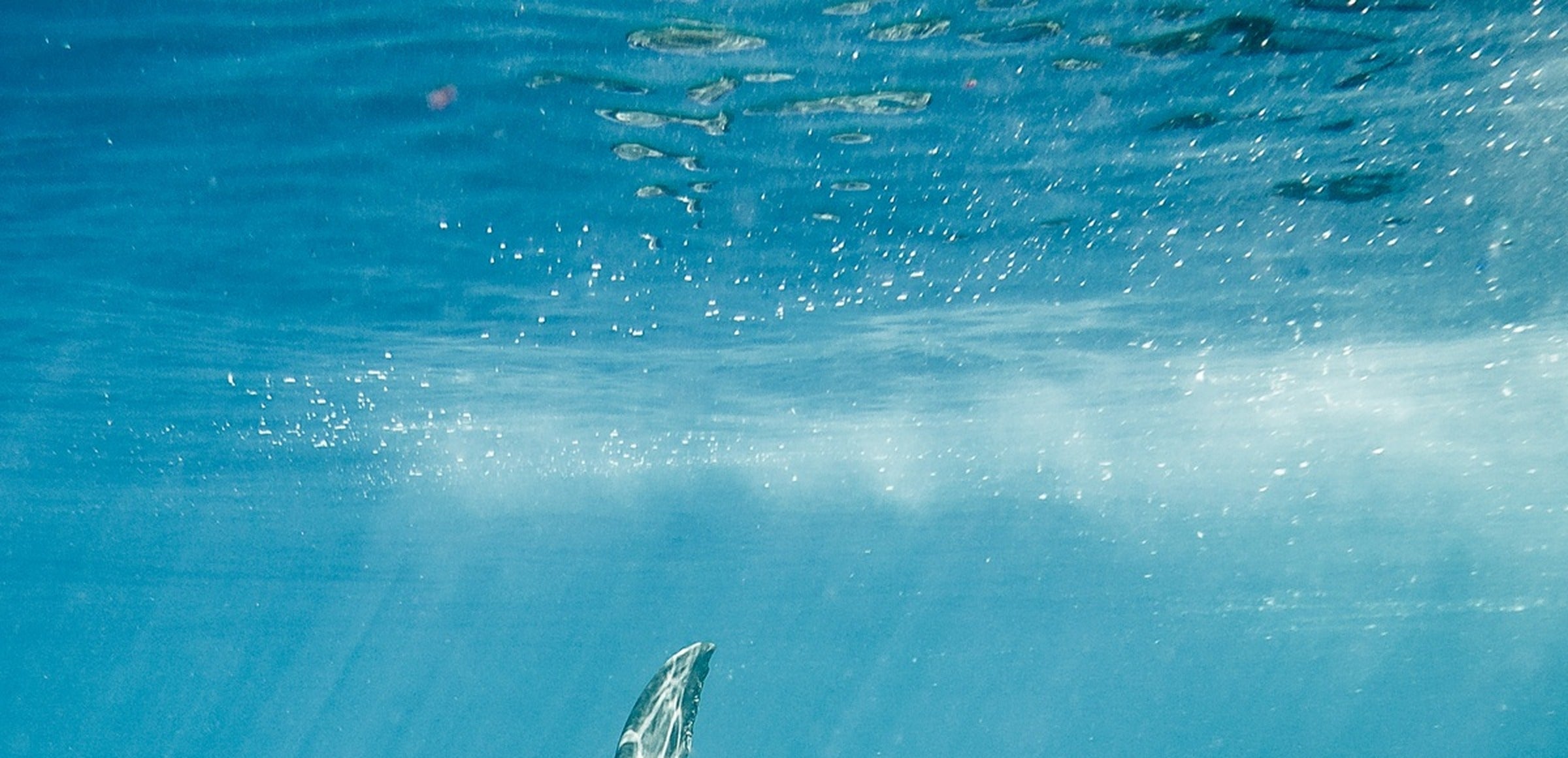 Fish collection hero - Great White Shark Swimming