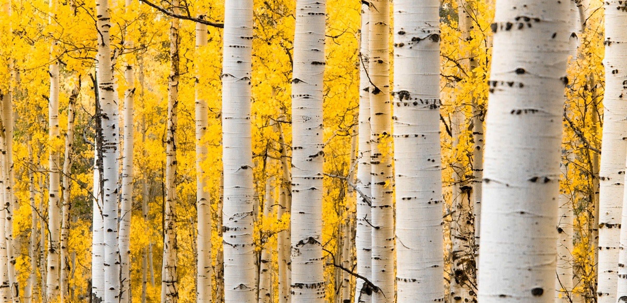 Lucas Moore collection hero - Yellow Forest