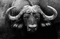 African Cape Buffalo Wall Art