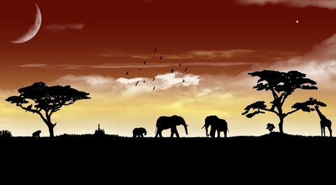African Sunset Wall Art