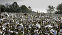 Alabama Cotton Field Wall Art