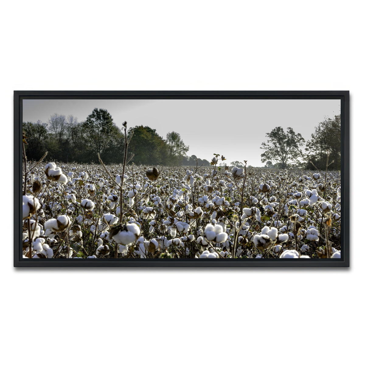AUTO-MOCKUP WHITE | Alabama Cotton Field | 1 Piece | Black Framed Canvas | group=2x1