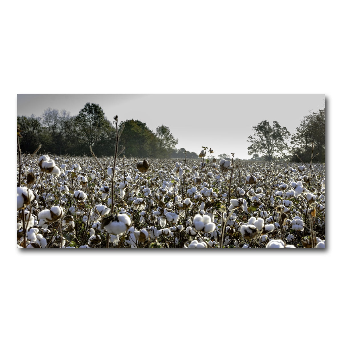 AUTO-MOCKUP WHITE | Alabama Cotton Field | 1 Piece | Gallery Wrap Canvas | group=2x1