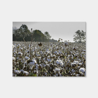 AUTO-MOCKUP WHITE | Alabama Cotton Field | 1 Piece | Gallery Wrap Canvas | group=4x3