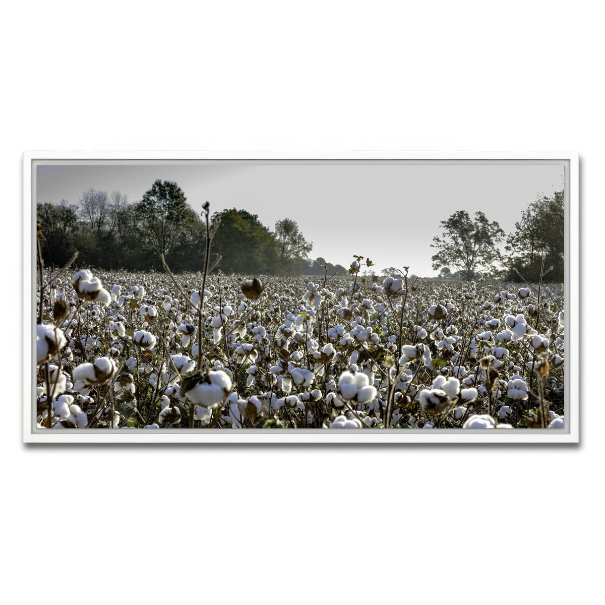 AUTO-MOCKUP WHITE | Alabama Cotton Field | 1 Piece | White Framed Canvas | group=2x1