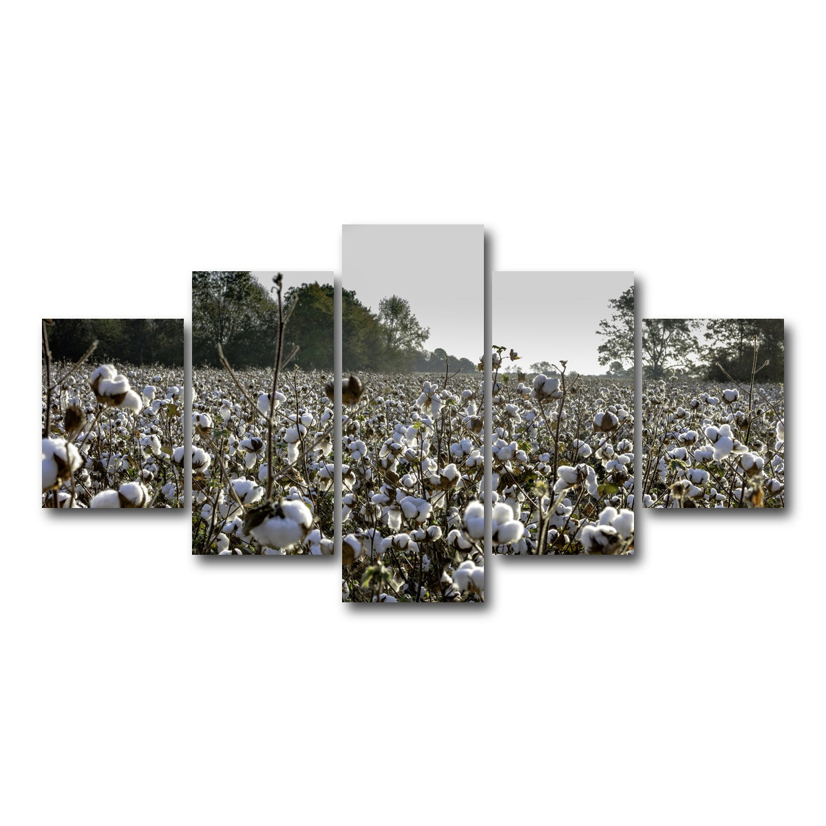 AUTO-MOCKUP WHITE | Alabama Cotton Field | 5 Piece | Gallery Wrap Canvas | group=5_short
