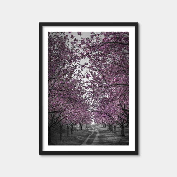 Amazing Cherry Blossom Alley in Pink Wall Art — Framed Print Format preview