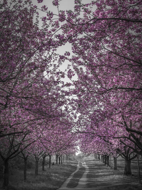 Amazing cherry blossom alley in pink Wall Art