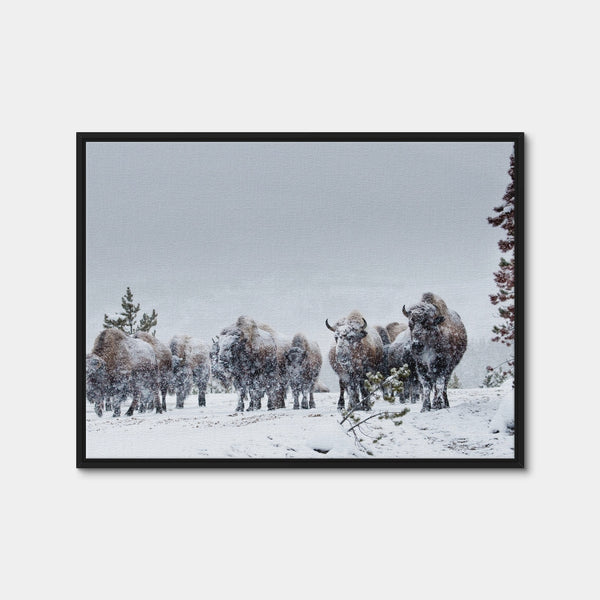 American Bison in Winter Snow Wall Art — Framed Canvas Format preview
