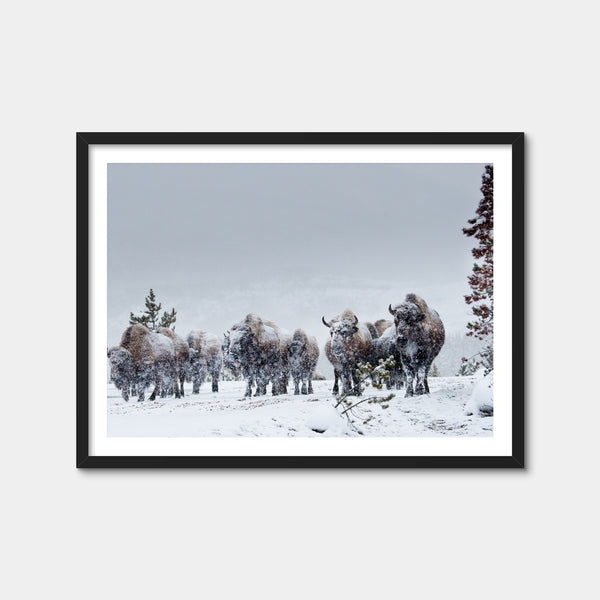 American Bison in Winter Snow Wall Art — Framed Print Format preview