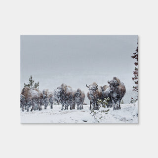 AUTO-MOCKUP WHITE | American Bison in Winter Snow | 1 Piece | Gallery Wrap Canvas | group=4x3