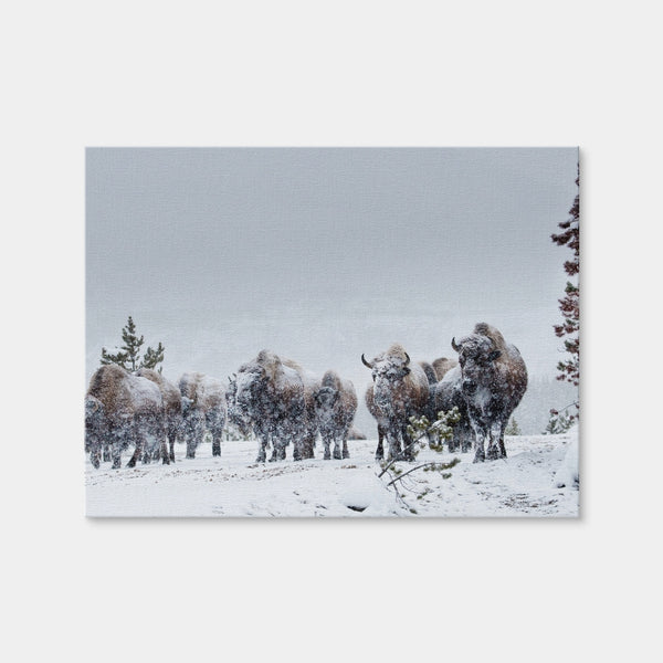 American Bison in Winter Snow Wall Art — Canvas Wrap Format preview