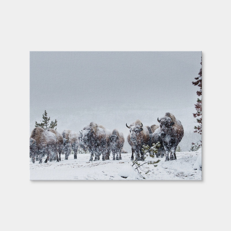 AUTO-MOCKUP WHITE | American Bison in Winter Snow | 1 Piece | Gallery Wrap Canvas | group=4x3