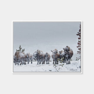 AUTO-MOCKUP WHITE | American Bison in Winter Snow | 1 Piece | White Framed Canvas | group=4x3