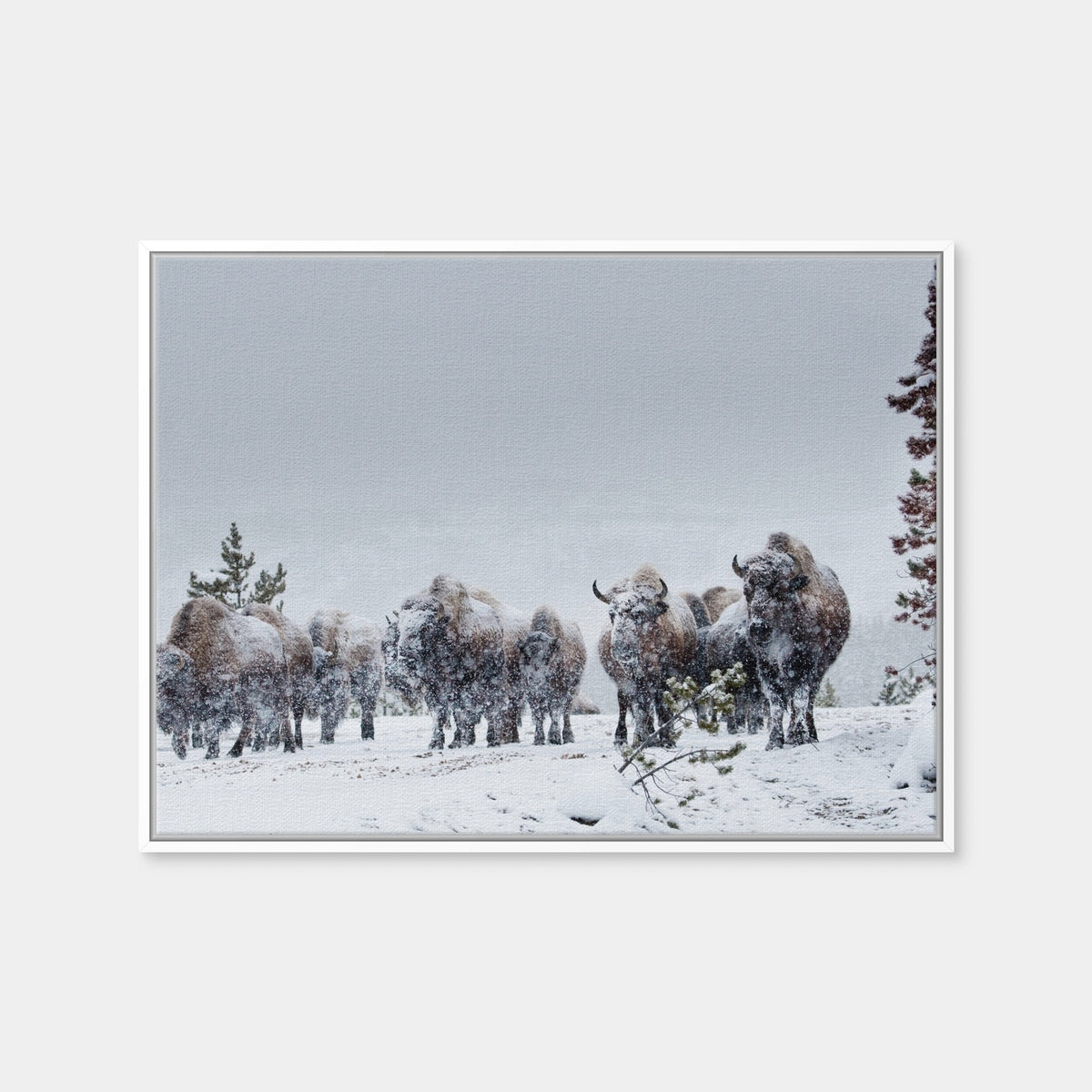 AUTO-MOCKUP WHITE | American Bison in Winter Snow | 1 Piece | White Framed Canvas | group=4x3