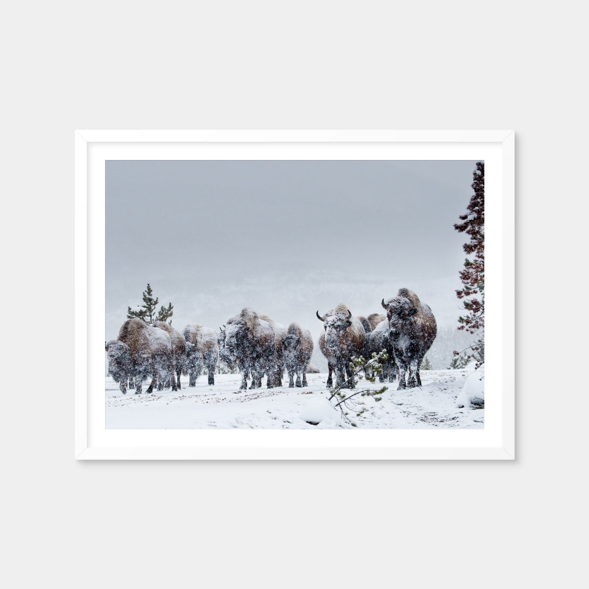 AUTO-MOCKUP WHITE | American Bison in Winter Snow | 1 Piece | White Framed Print | group=4x3