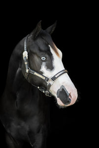 American Paint Horse Wall Art