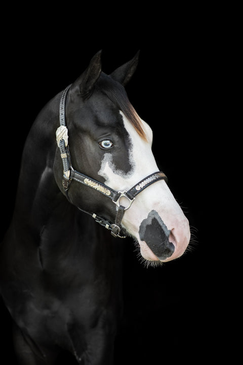 American Paint Horse Wall Art