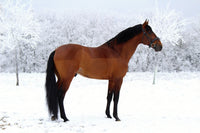 American Quarter Horse Wall Art