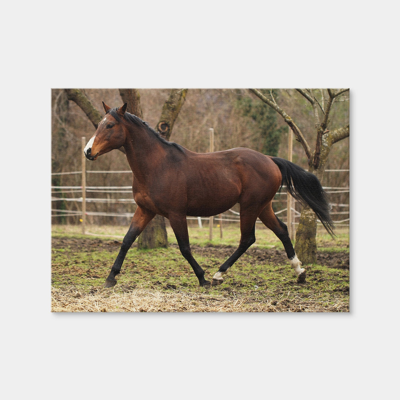 AUTO-MOCKUP WHITE | American Quarter Horse Stallion | 1 Piece | Gallery Wrap Canvas | group=4x3