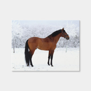 AUTO-MOCKUP WHITE | American Quarter Horse | 1 Piece | Gallery Wrap Canvas | group=4x3