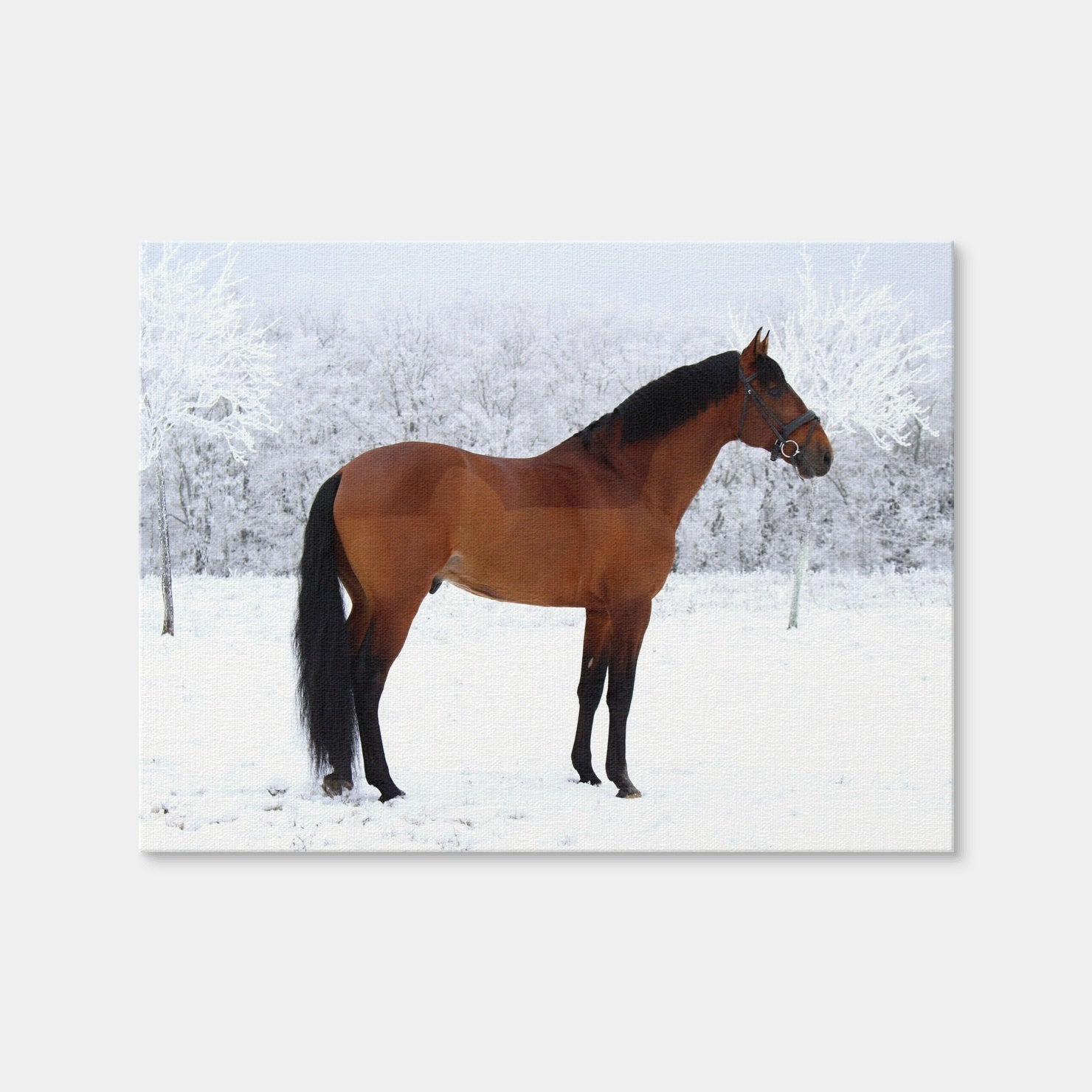 AUTO-MOCKUP WHITE | American Quarter Horse | 1 Piece | Gallery Wrap Canvas | group=4x3