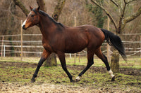 American quarter horse stallion Wall Art