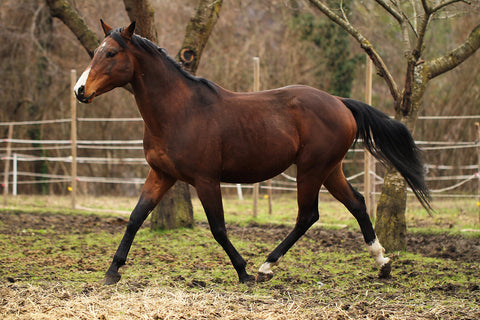 American quarter horse stallion Wall Art