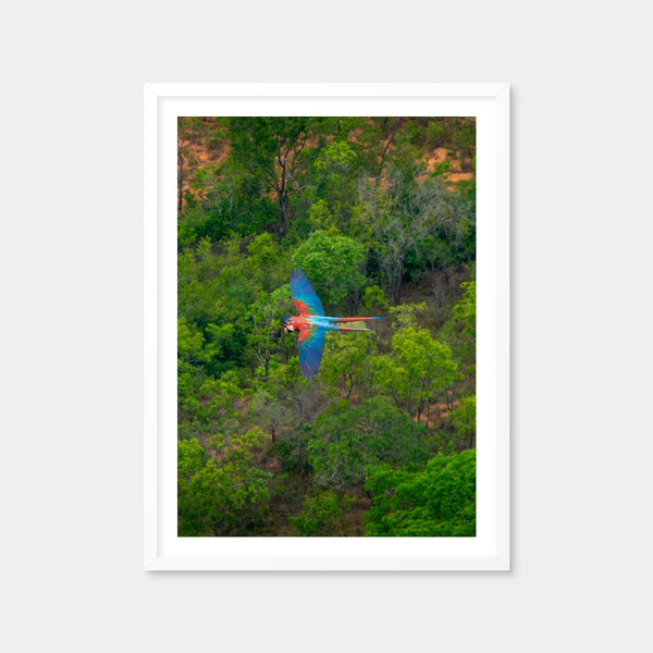 Arara Wall Art — Framed Print Format preview