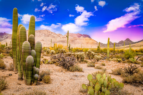 Arizona Desert Springtime Wall Art