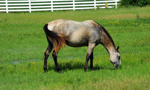 Arkansas Horse Grazing Wall Art