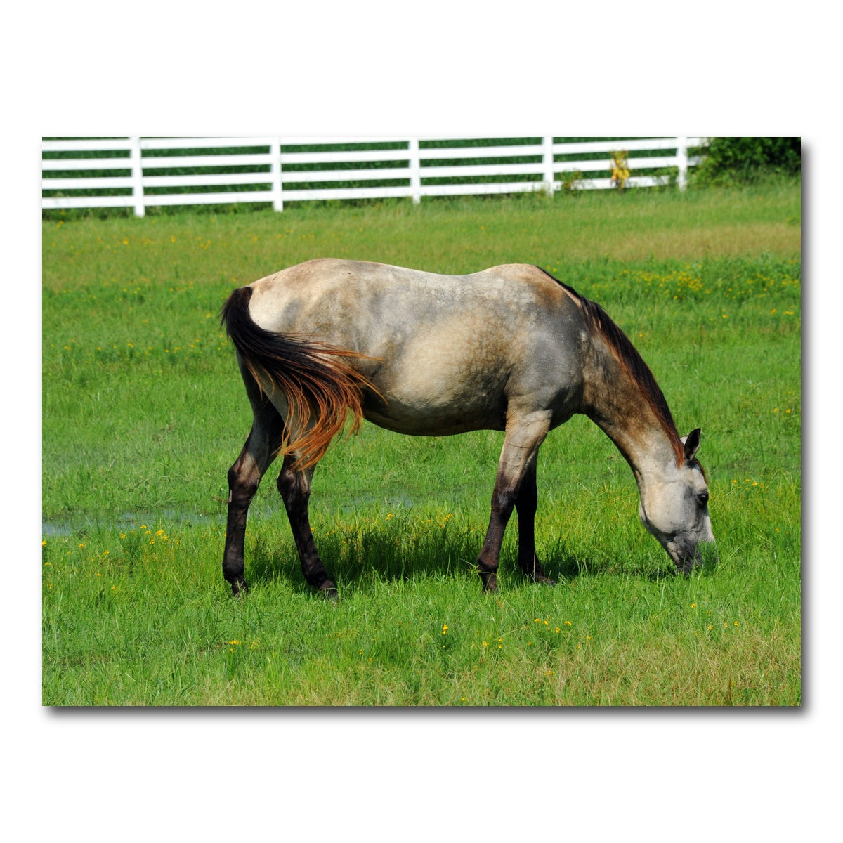 AUTO-MOCKUP WHITE | Arkansas Horse Grazing | 1 Piece | Gallery Wrap Canvas | group=4x3