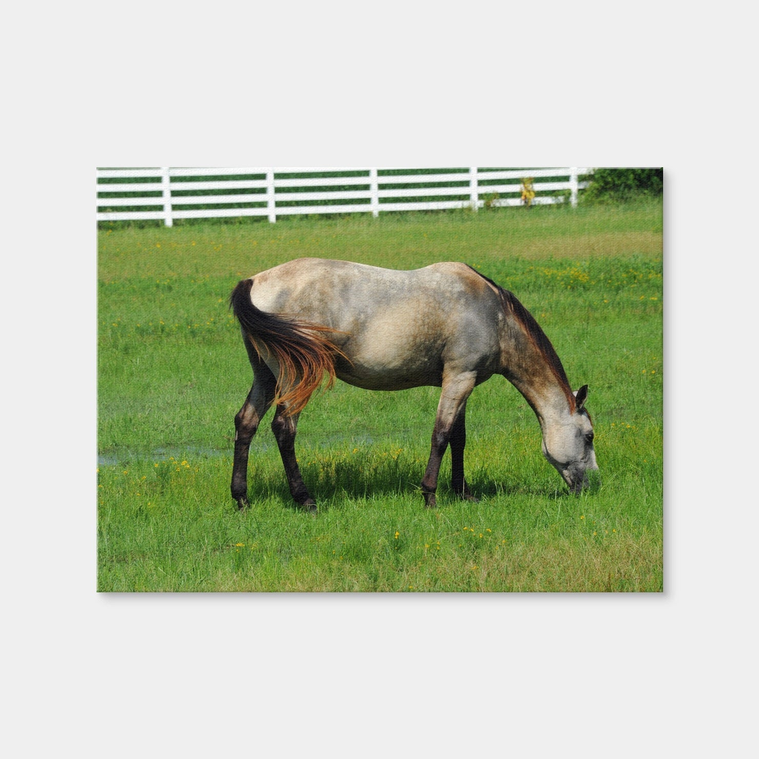 AUTO-MOCKUP WHITE | Arkansas Horse Grazing | 1 Piece | Gallery Wrap Canvas | group=4x3