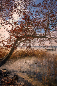 Autumn Wall Art
