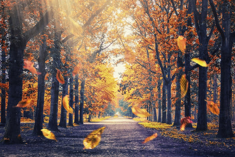 Autumn In Holland Wall Art
