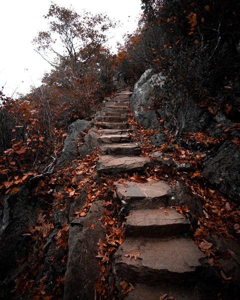 Autumn Path Wall Art
