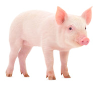 Baby Pig Wall Art